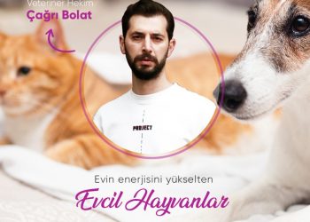 Sahip Evcil Hayvanlarımız Hakkında Bilmemiz Gerekenler
