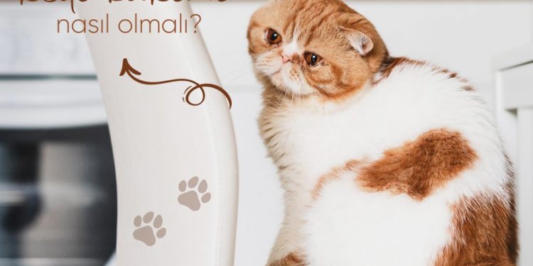 Kediler Ne İster?