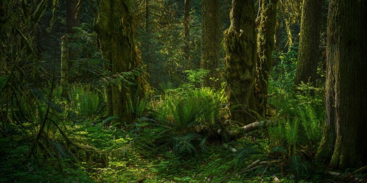 Kökenleri Tarih Öncesi Döneme Uzanan 5 Hayvan