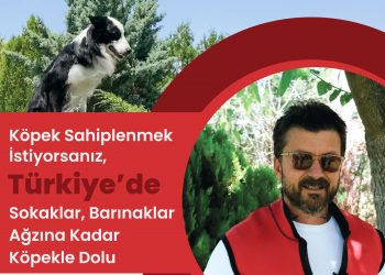Köpek sahiplenmek istiyorsanız, Türkiye’de sokaklar, barınaklar ağzına kadar köpekle dolu