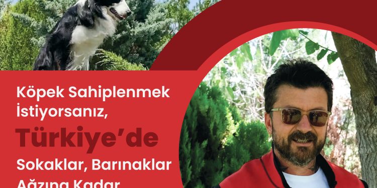 Köpek sahiplenmek istiyorsanız, Türkiye’de sokaklar, barınaklar ağzına kadar köpekle dolu
