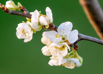 Yenilenmenin ve Bereketin Başlangıcı Nevruz!