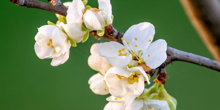 Yenilenmenin ve Bereketin Başlangıcı Nevruz!