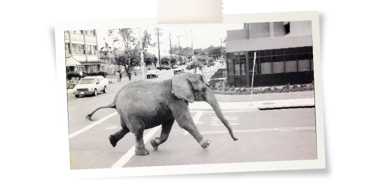 Fil Tyke’ın Gözyaşları: Esaretten Özgürlüğe Uzanan Hüzünlü Yolculuk